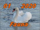 fauna 1